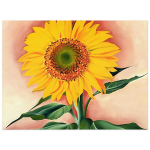 Georgia OKeeffe  A Sunflower from Maggie Aluminum Print