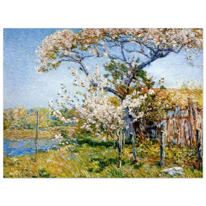 Childe Hassam  Apple Trees in Bloom Old Lyme Aluminum Print