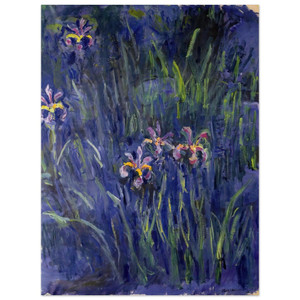 claude monet  Irises 2 Aluminum Print