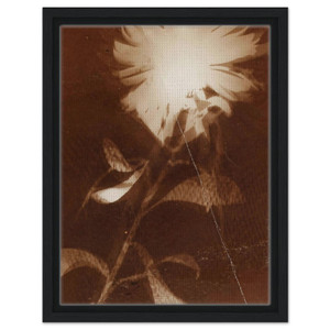 Laszlo MoholyNagy  Untitled flower Framed Canvas