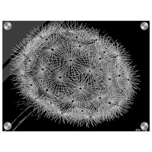 MC Escher  BLOWBALL II Acrylic Print