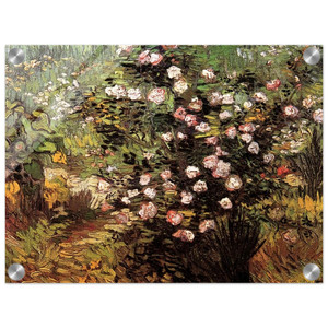Vincent van Gogh  Rosebush in Blossom Acrylic Print