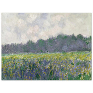 claude monet  Field of Yellow Irises at Giverny Aluminum Print