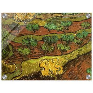 Vincent van Gogh  Olive Trees against a Slope of a Hill Acrylic Print