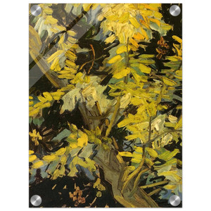 Vincent van Gogh  Blossoming Acacia Branches Acrylic Print