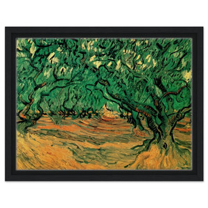 Vincent van Gogh  Olive Trees Framed Canvas
