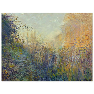 claude monet  Study Rushes at Argenteuil Aluminum Print