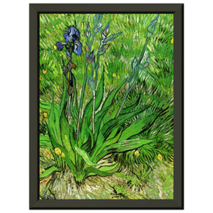 Vincent van Gogh  The Iris Premium Metal Framed Art Print / Poster