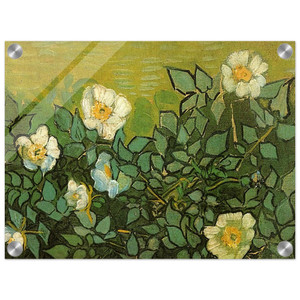 Vincent van Gogh  Wild Roses Acrylic Print
