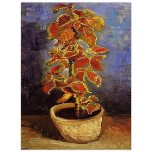 Vincent van Gogh  Coleus Plant in a Flowerpot Aluminum Print