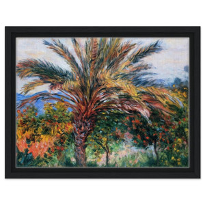 claude monet  Palm Tree at Bordighera Framed Canvas