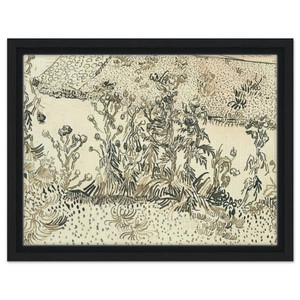 Vincent van Gogh  Thistles Along the Roadside Framed Canvas
