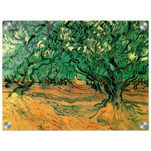 Vincent van Gogh  Olive Trees Acrylic Print