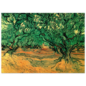 Vincent van Gogh  Olive Trees Fine Art Poster / Art Print