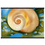 Georgia O'Keeffe Pink Shell with Seaweed Matte Paper Poster with Hanger