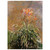 claude monet  Hamerocallis Fine Art Poster / Art Print