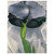 Georgia OKeeffe  Iris 7 Wood Print