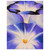 Georgia OKeeffe  Blue Morning Glories Wood Print