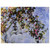 claude monet  The Rose Bush Aluminum Print