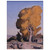 Maynard Dixon  LOW COUNTRY COTTONWOOD 1940 Aluminum Print