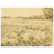 Vincent van Gogh  Meadow with Flowers Aluminum Print