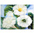 Georgia OKeeffe  Jimson Weed 3 Aluminum Print