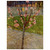 Vincent van Gogh  Almond Tree in Blossom Wood Print