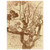 Vincent van Gogh  Treetop Seen against the Wall of the Asylum Wood Print