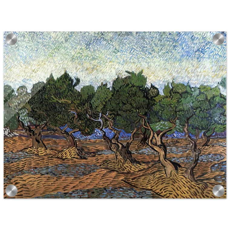 Vincent van Gogh  Olive Grove N2 Acrylic Print