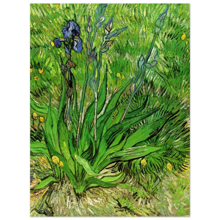 Vincent van Gogh  The Iris Wood Print