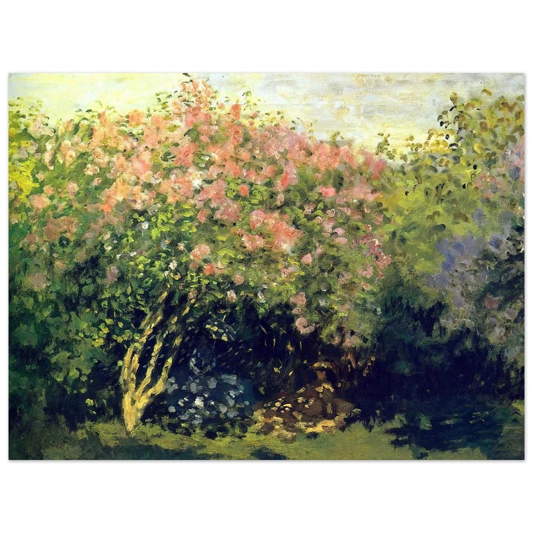claude monet  Lilacs in the Sun Aluminum Print