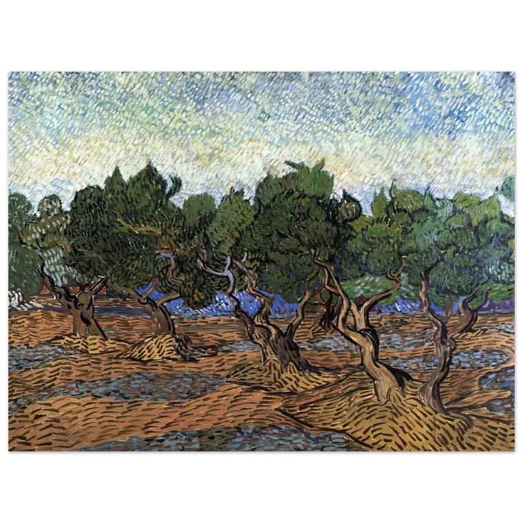 Vincent van Gogh  Olive Grove N2 Aluminum Print
