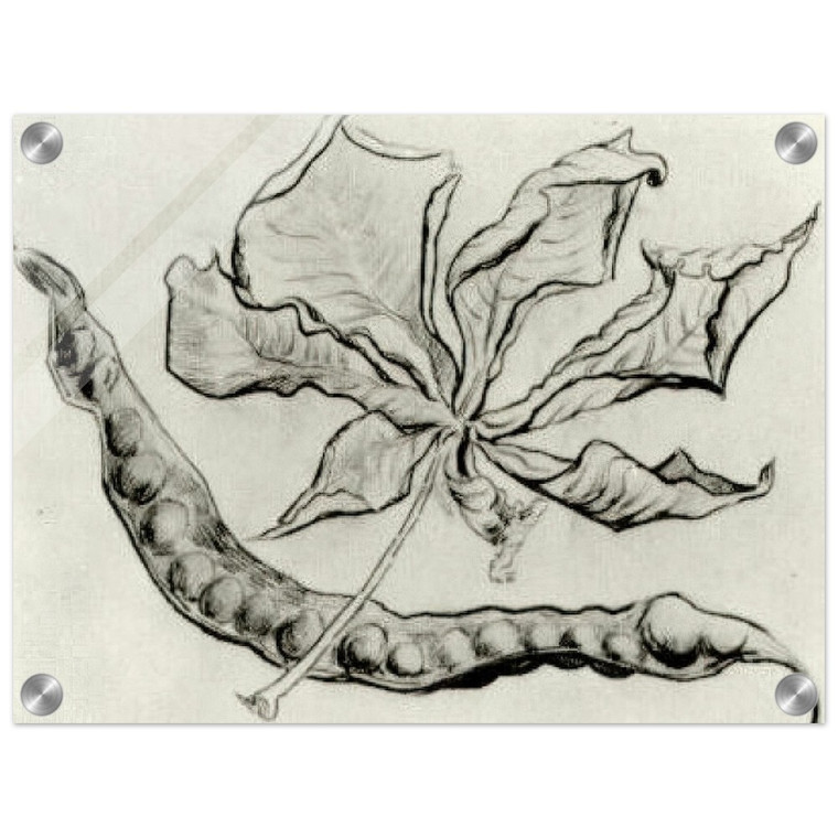 Vincent van Gogh  Dead Leaf and Pod Acrylic Print