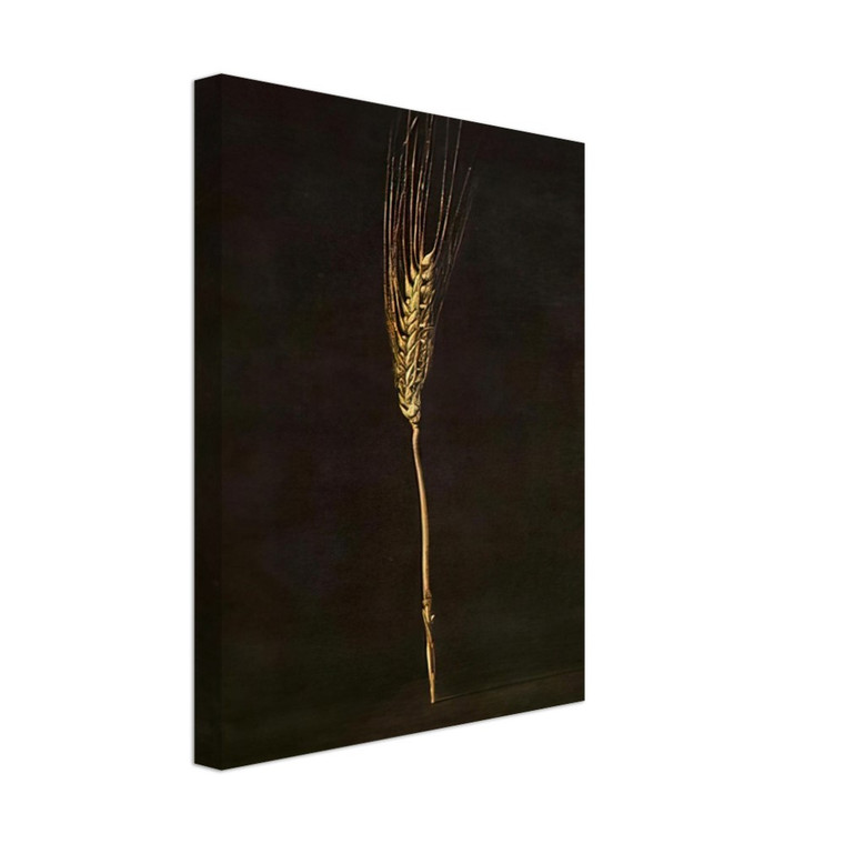 Salvador Dali  WHEAT EAR Canvas