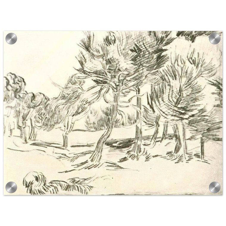 Vincent van Gogh  A Group of Pine Trees Acrylic Print