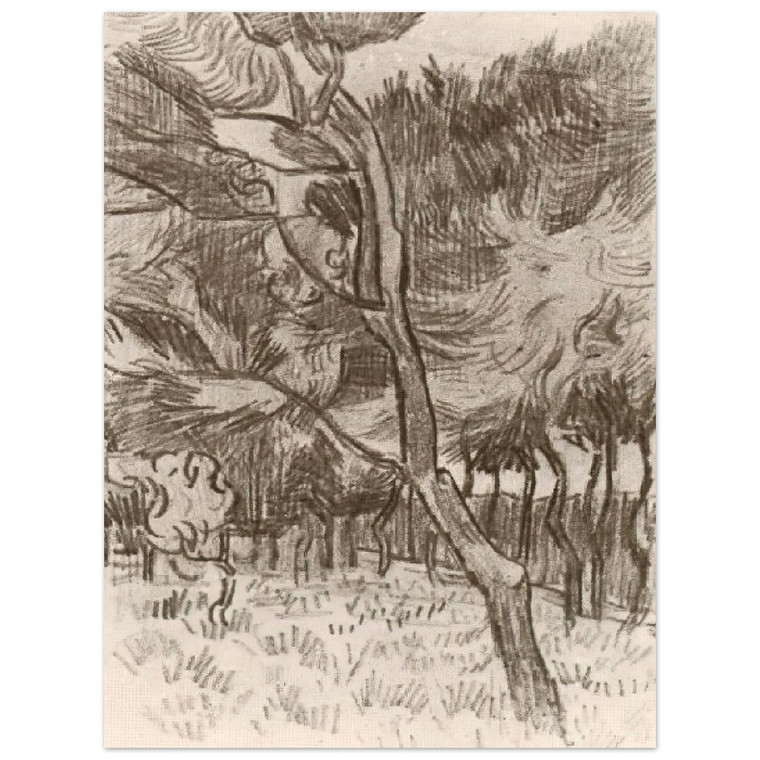 Vincent van Gogh  Pine Trees in the Garden of the Asylum Aluminum Print