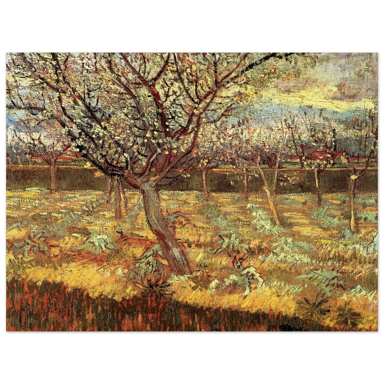 Vincent van Gogh  Apricot Trees in Blossom Wood Print