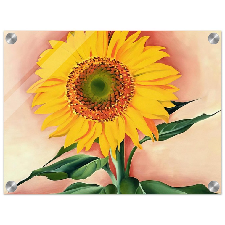 Georgia OKeeffe  A Sunflower from Maggie Acrylic Print