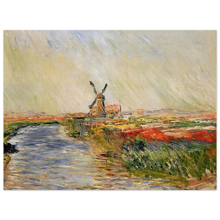 claude monet  Tulip Field in Holland Aluminum Print
