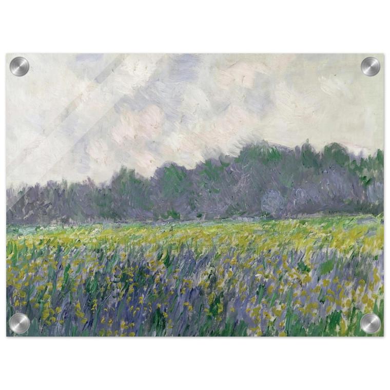 claude monet  Field of Yellow Irises at Giverny Acrylic Print