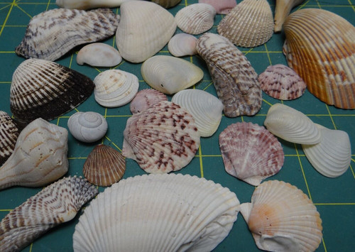 Lot of 1/2 Pound Mixed Ocean Sea Shells, Beach Cottage Nautical Decor