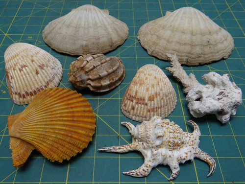 One Pound Mixed Lot of Medium Ocean Sea Shells Beach Cottage Nautical Decoration
