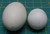 A Pair of Animal Baby Plastic Egg DIY Painted Shell Decoration Craft