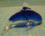Cobalt Blue Glass Dolphin Figurine Paperweight 6" Long 3-1/2" Tall