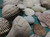 Lot of 1/2 Pound Mixed Ocean Sea Shells, Beach Cottage Nautical Decor