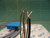Sick Optic-Electronics LP10-5331 Light Barrier, 2m Cord