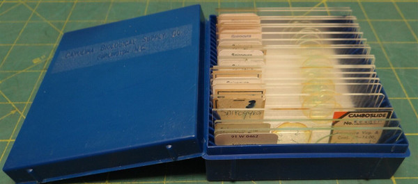 (21 Pack) Misc. Brands Spirogyra Misc. Prepared Microscope Slides Storage in Box