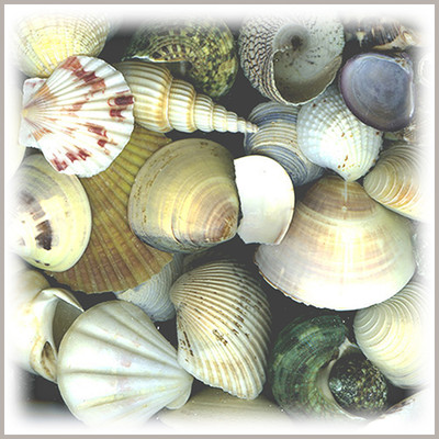 Seashell Assortment Boxed (2.5 pounds)