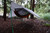  Air Bivy All Weather Shelter and Hammock - image4