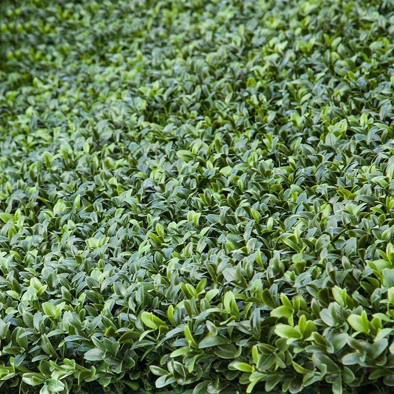 Exterior Rated UV Fade Resistant Duraleaf Plush Japanese Boxwood
